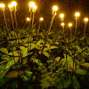 Firefly Solar Lights